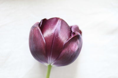 Close-up of purple tulip against white background