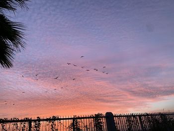 Birds flying in sky during sunset