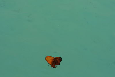 High angle view of a leaf in a lake