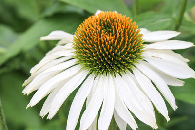 Close-up of white coneflower blooming outdoors