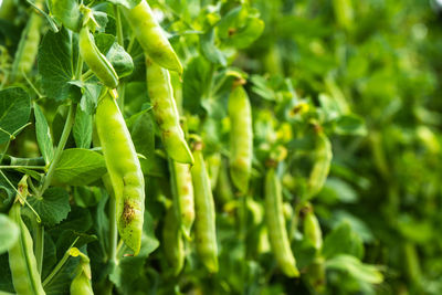 Close-up of green leaves