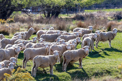 Horses in a field