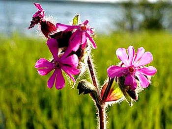Close-up of pink flowers