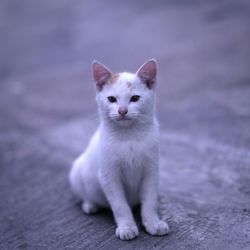 Portrait of kitten sitting outdoors