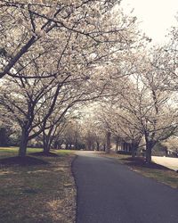 View of cherry trees in city