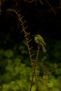 Close-up of bird perching on plant stem