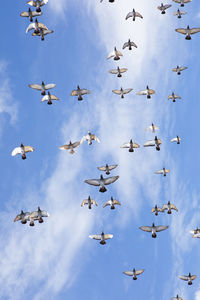 Low angle view of pigeons flying in sky
