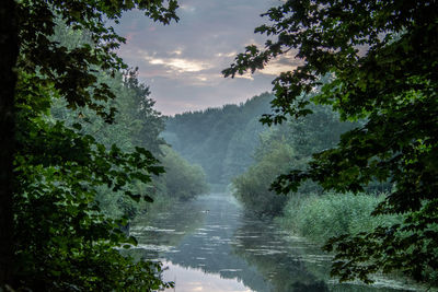 Scenic view of river amidst trees in forest against sky