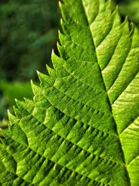 Close-up of fern leaves