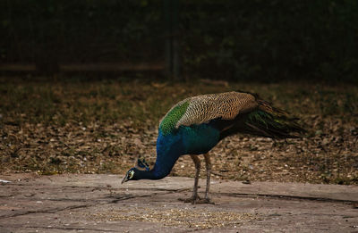 Peacock on field