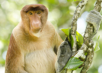 Close-up of monkey on tree