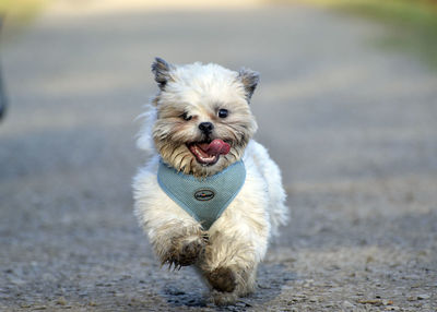 Portrait of shih tzu running on road