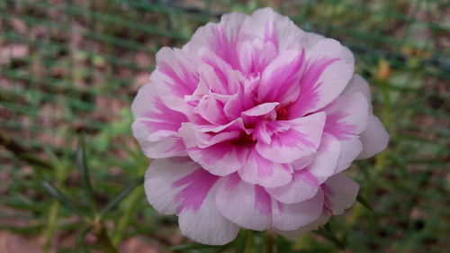 Close-up of pink flower