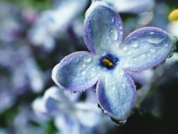 Close-up of flower growing on tree