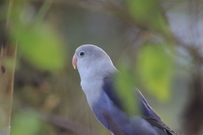 Close-up of a bird