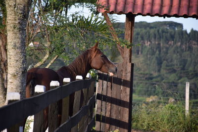 Horse in ranch