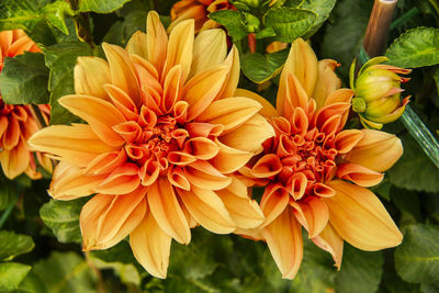 Close-up of yellow dahlia flowers