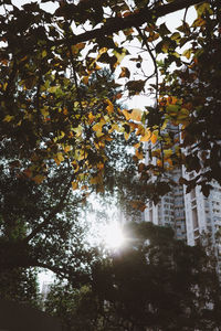 Low angle view of trees against sky