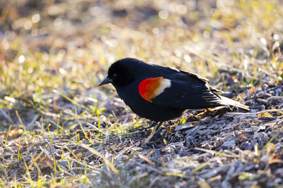 Closeup profile of adult male red-winged blackbird walking in lawn during a sunny morning