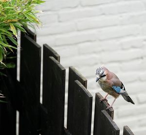 Close-up of bird perching on wall