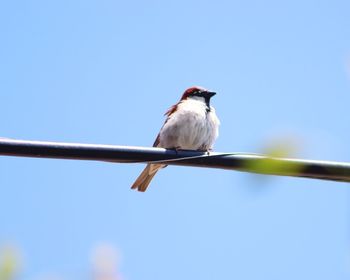 Low angle view of bird perching on cable against clear sky