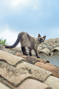 Close-up of cat sitting against sky