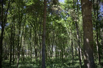 Low angle view of bamboo trees in forest