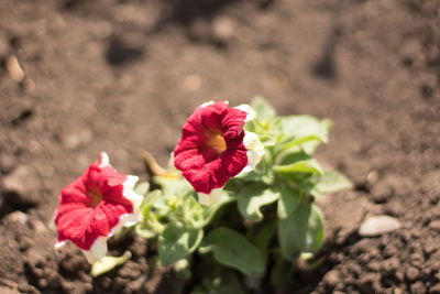 Close-up of pink rose flower