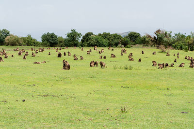 Flock of sheep in a field