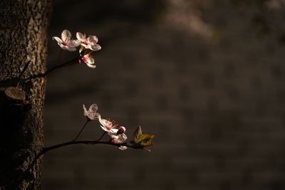 Close-up of cherry blossoms in spring