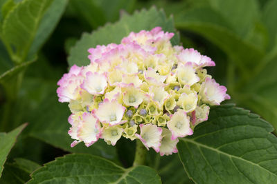 Close-up of pink flowering plant