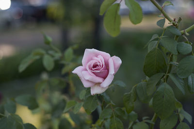 Close-up of pink rose