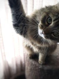 Close-up portrait of cat