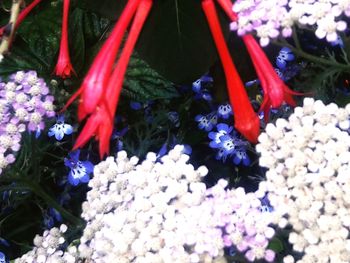 Close-up of purple flowering plants