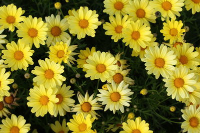 Close-up of yellow flowers