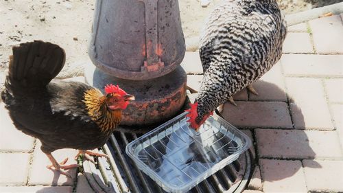 High angle view of birds