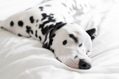 Close-up of dalmatian sleeping on bed