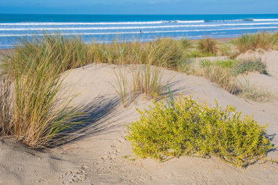 Plants growing on beach