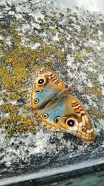 Close-up of butterfly on tree trunk