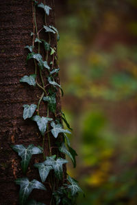 Close-up of maple leaves on tree trunk in forest