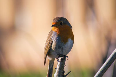 Close-up of robin perching on branch