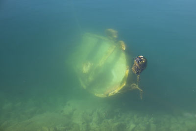 High angle view of turtle swimming in sea