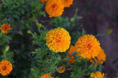 Close-up of yellow flowering plant