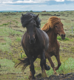 Horse on field against sky