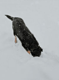High angle view of dog on snow