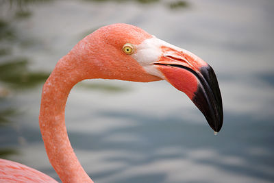 flamingo