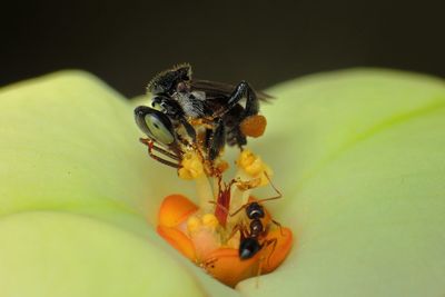 Close-up of insect on yellow flower