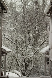 Close-up of bare tree against building