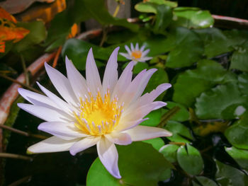 Close-up of purple flowering plant