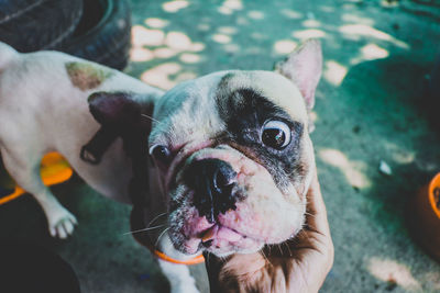 Portrait of a dog